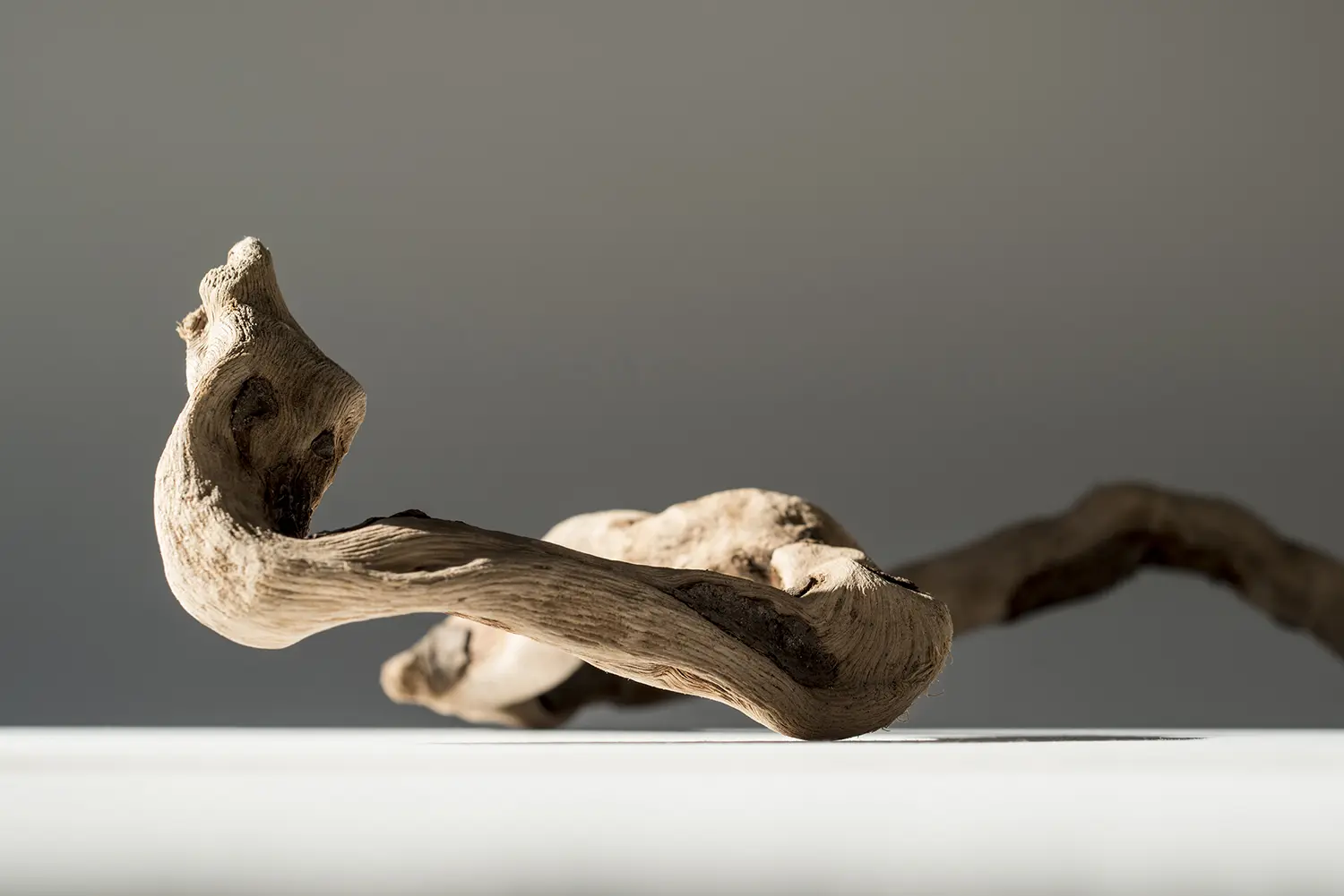 <b>COBRA</b> ©2015 Ink jet print on Hahnemühle Photo Rag Ultrasmooth edition 1/3 / 113cm x 80cm