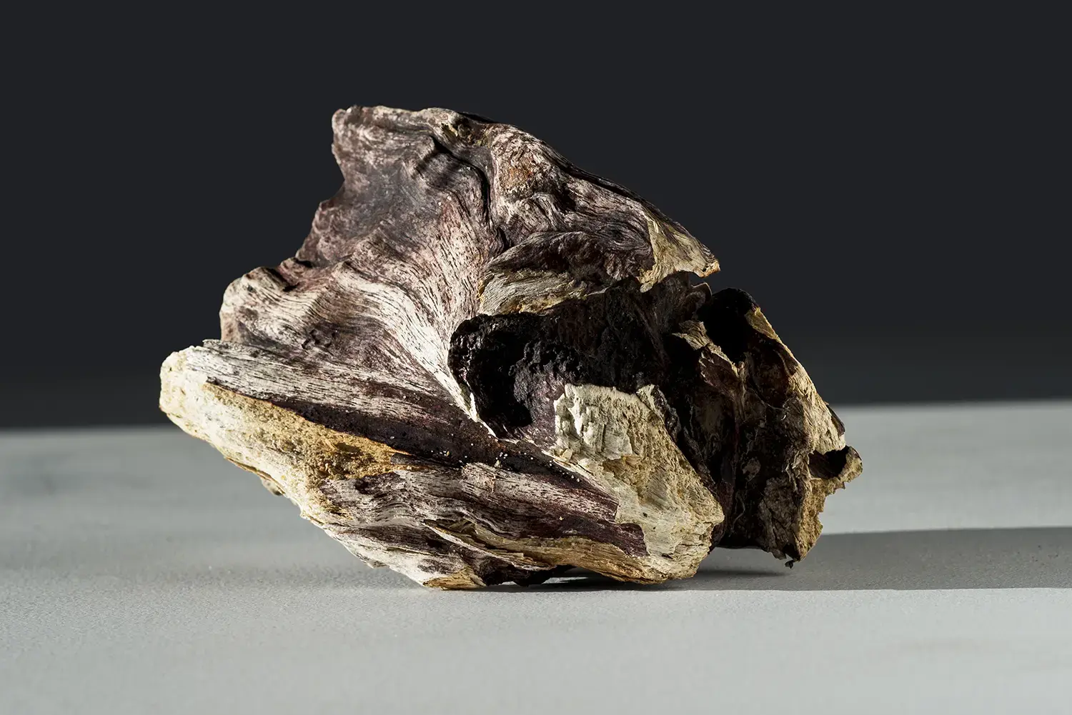 <b>LION</b> ©2015 Ink jet print on Hahnemühle Photo Rag Ultrasmooth edition 1/3 / 113cm x 80cm