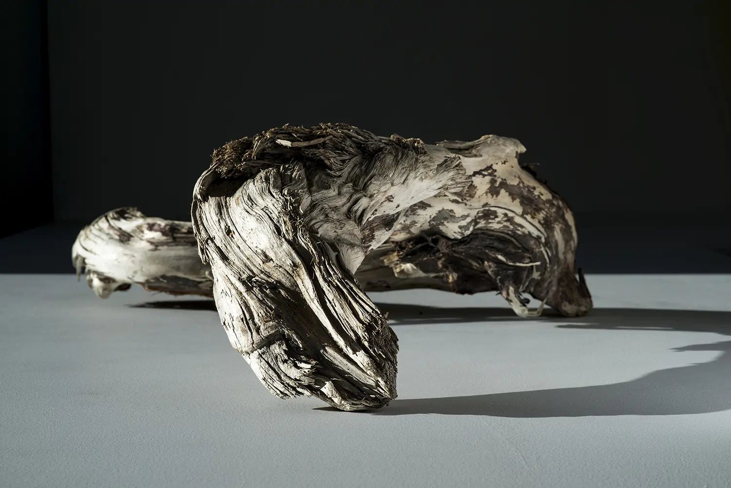 <b>SEAL</b> ©2015 Ink jet print on Hahnemühle Photo Rag Ultrasmooth edition 1/3 / 113cm x 80cm