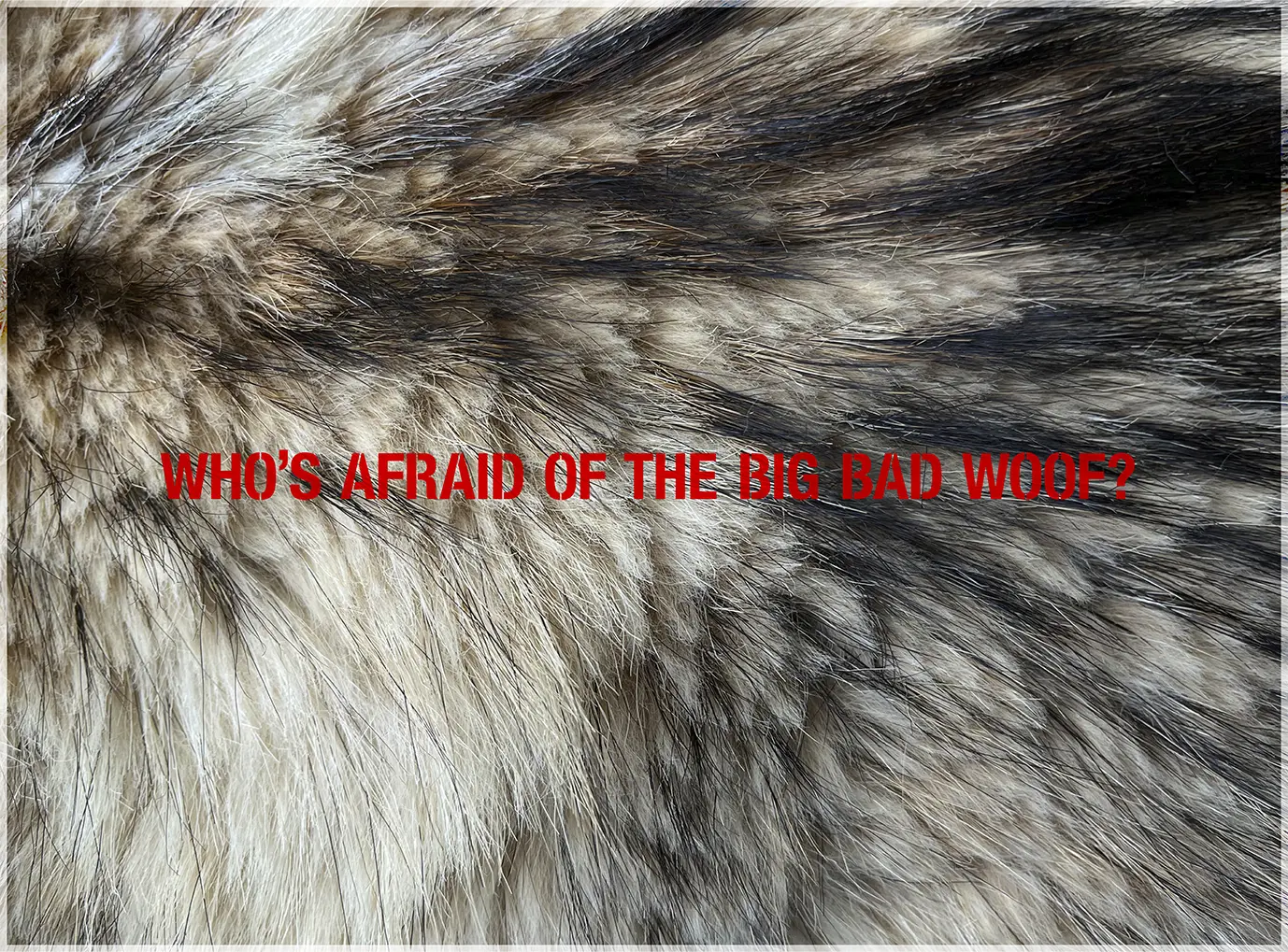 <b>BIG BAD WOOF</b> ©2026 Fur sculpture & text / 40cm x 30cm