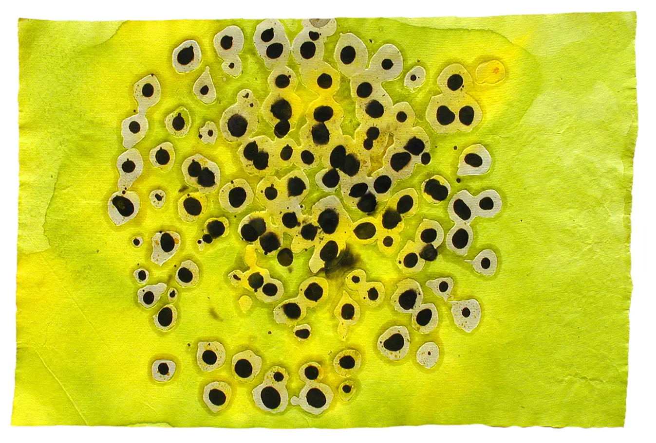<b>CELLS</b> ©2002 Mixed media on handmade paper / 76cm x 52cm